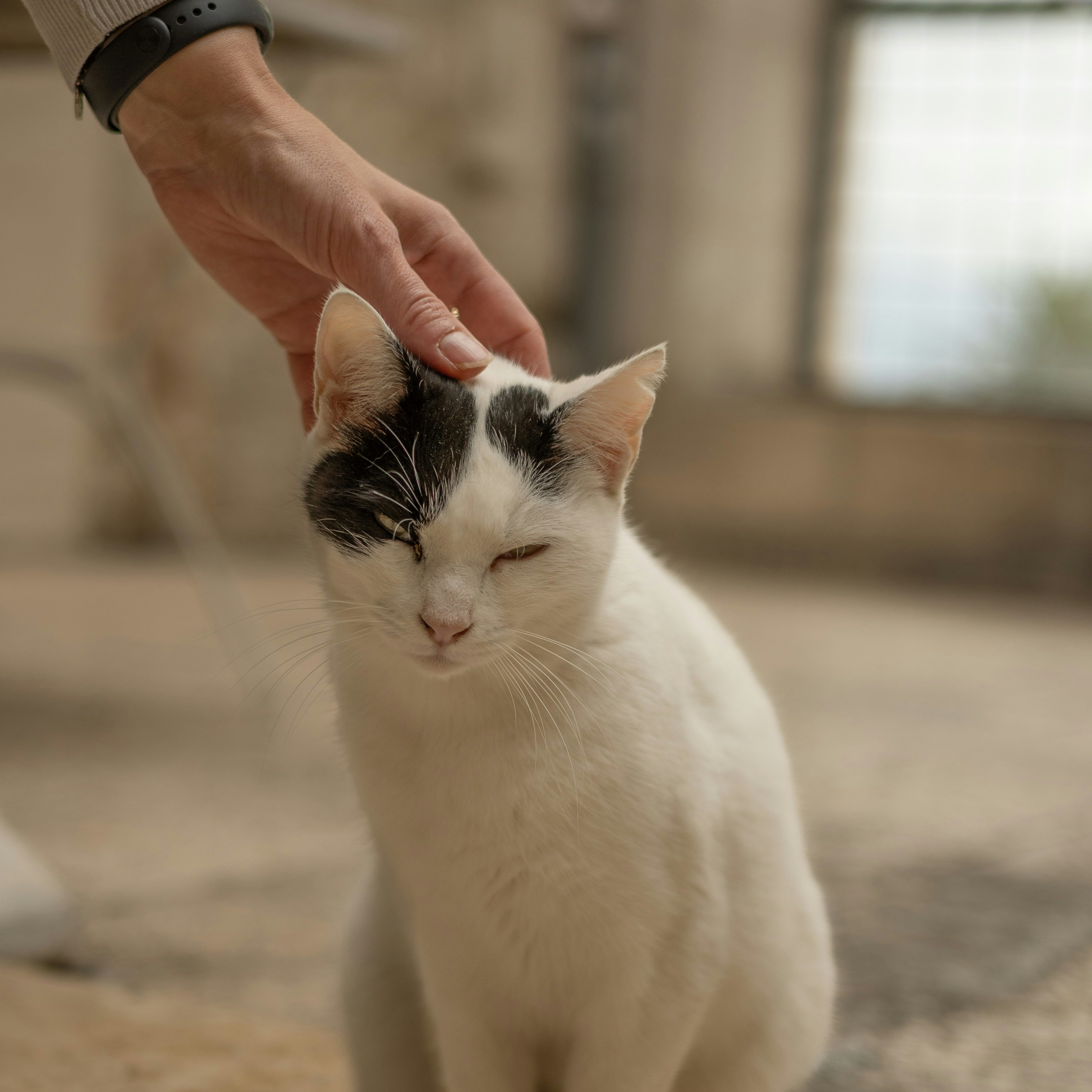 rescued cat