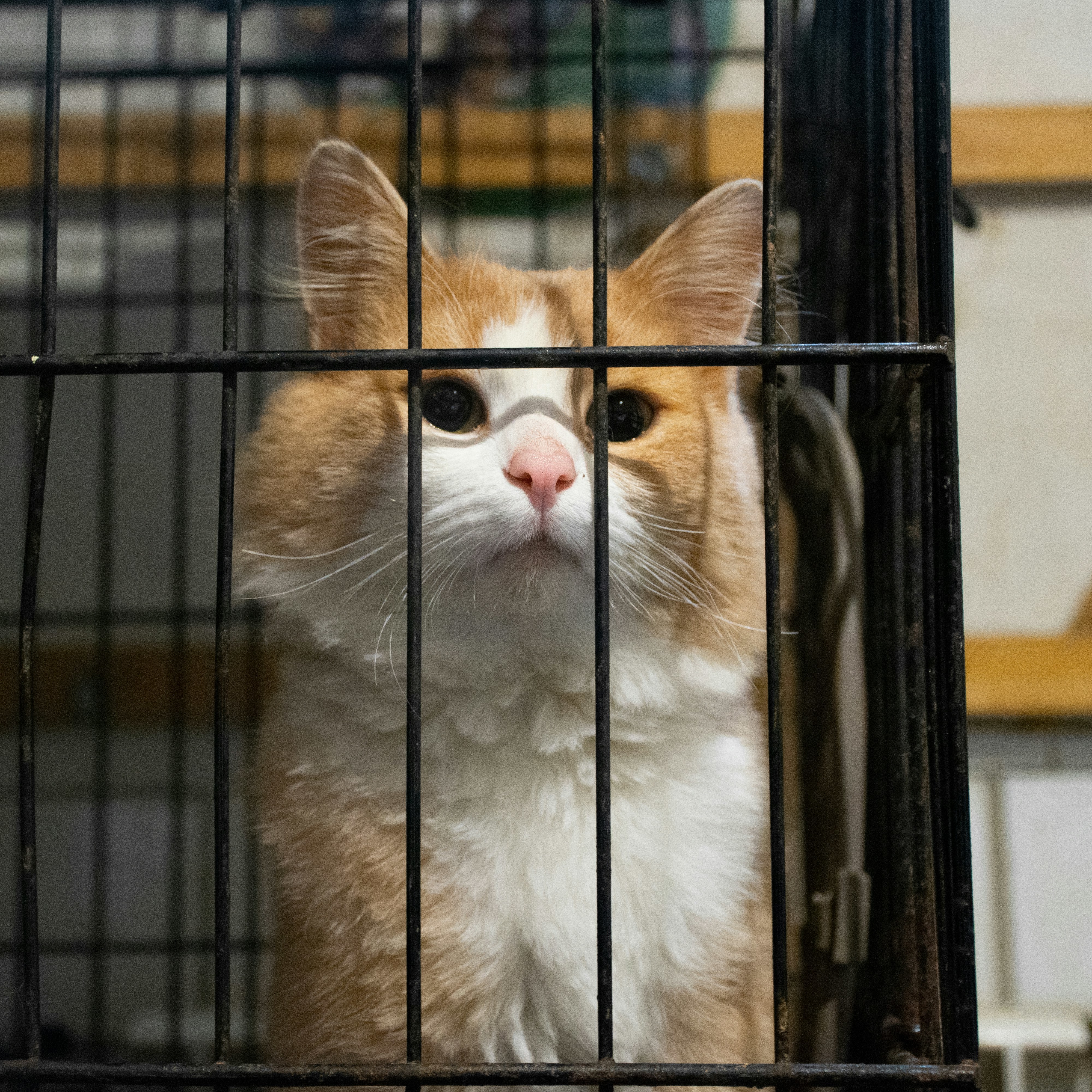 cat in shelter