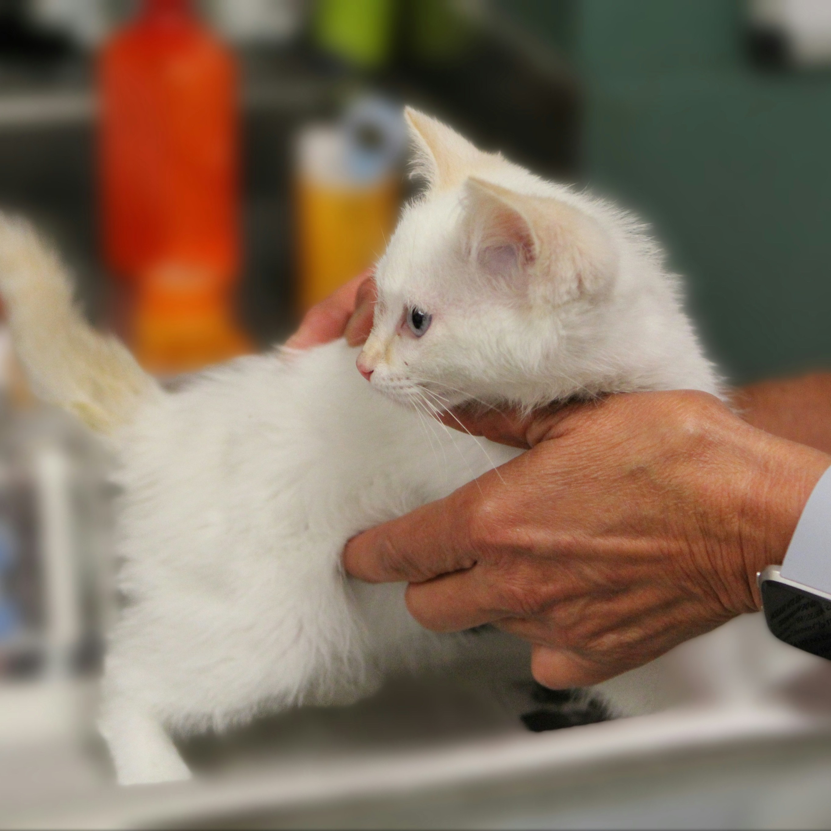cat at vet clinic