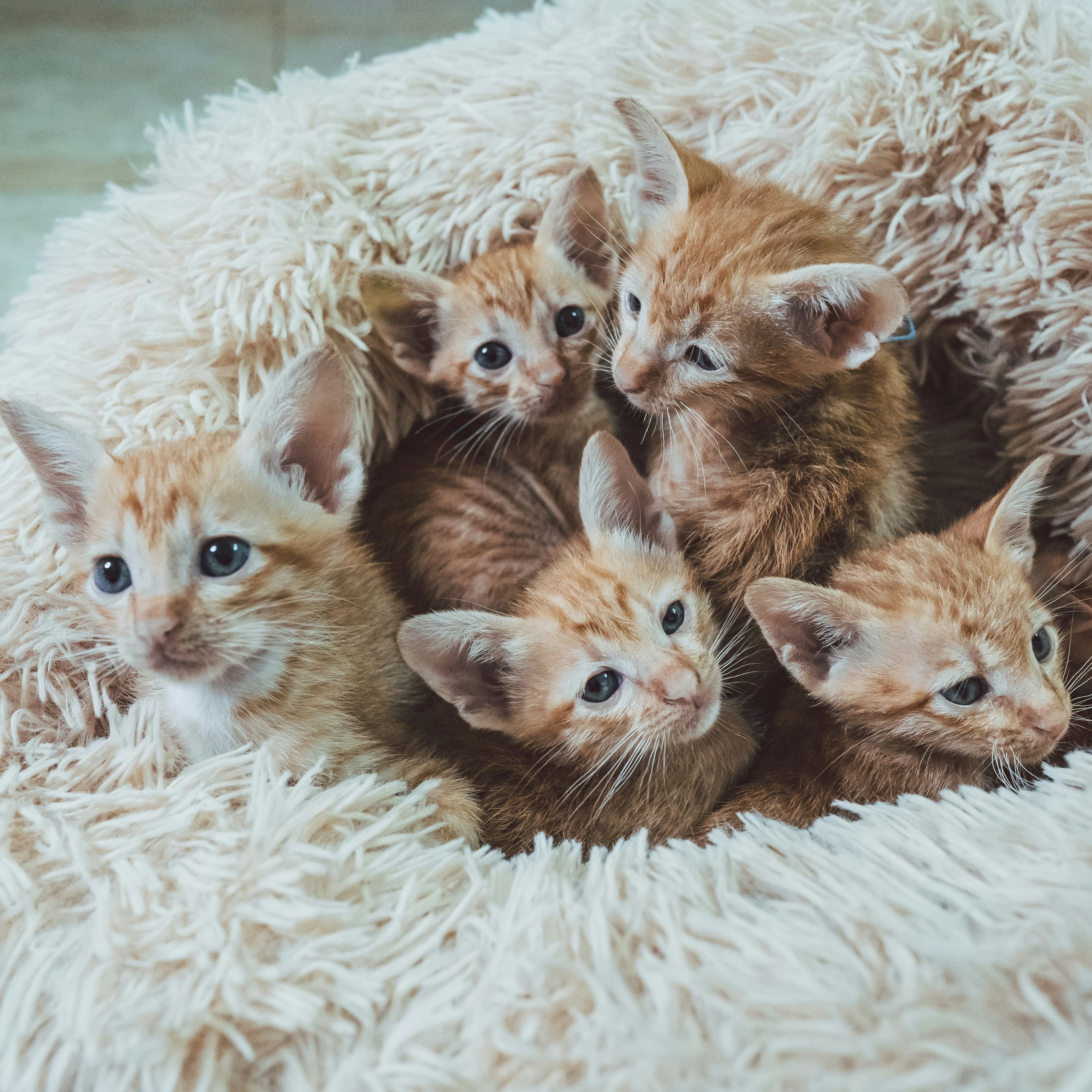 rescued cats